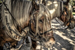 horses, horse head, draft horse