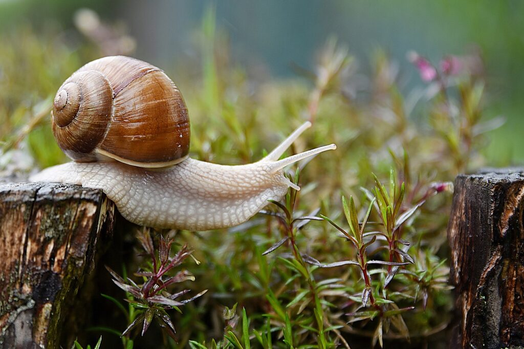 snail, garden, conch, lumaca