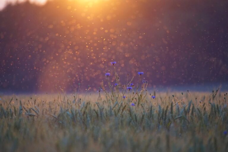 moscerini al tramonto in un campo fiorito