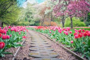 pathway, path, pink tulips, giardino di tulipani