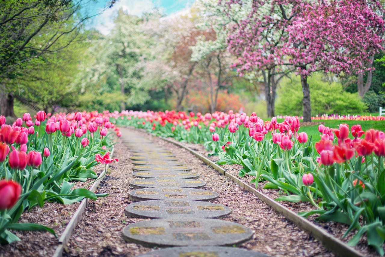 pathway, path, pink tulips, giardino di tulipani