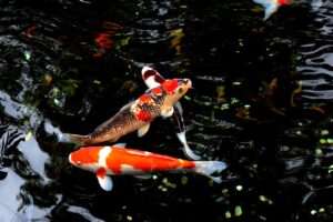 water, fish, japan, pesciolini rossi