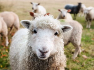 ireland, sheep, lambs, pecora