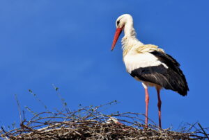 stork, bird, nest, cicogna