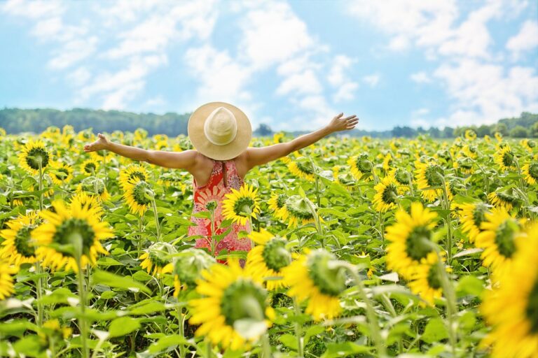 sunflowers, sunflower field, woman, donna fra i girasole