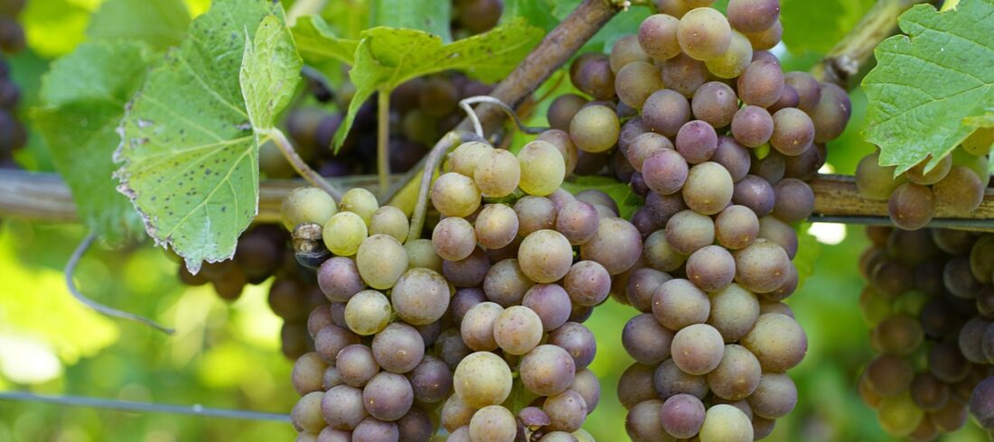 grapes, vine, plant, tralcio di vite