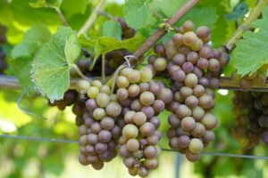 grapes, vine, plant, tralcio di vite