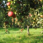 apples, apple tree, fruit, albero di mele