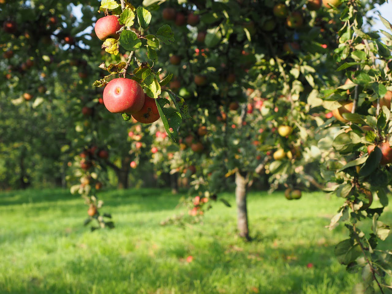 apples, apple tree, fruit, albero di mele