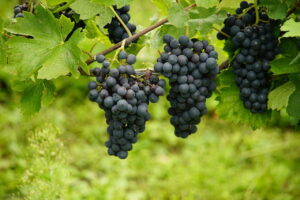 grapes, blue grapes, vineyard, grappoli di uva