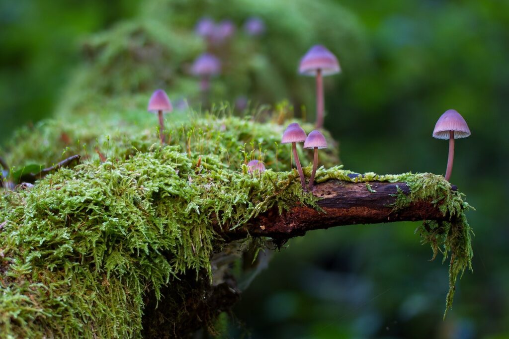 mushrooms, moss, fungi, muschio