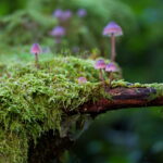 mushrooms, moss, fungi, muschio