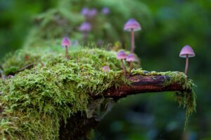 mushrooms, moss, fungi, muschio