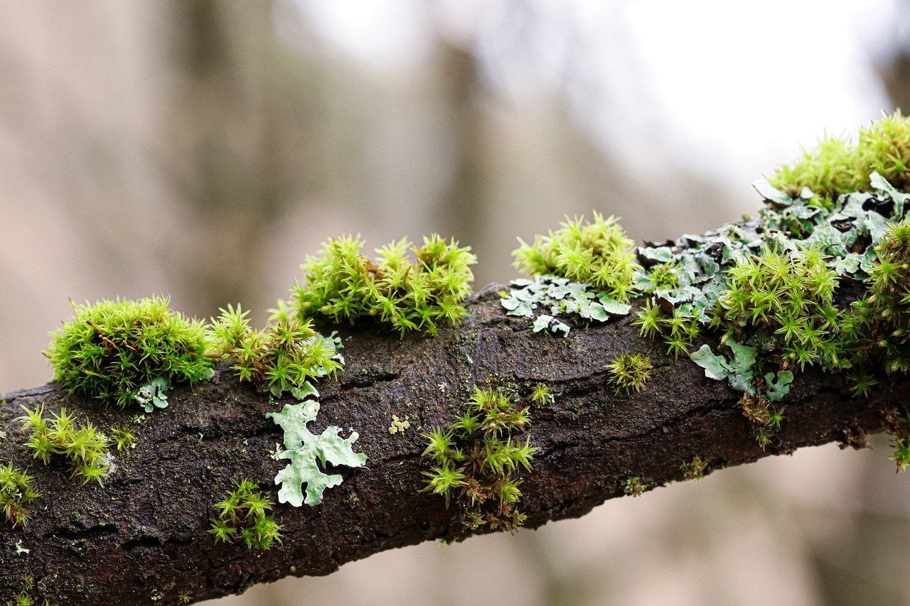 moss, branches, tree, muschio