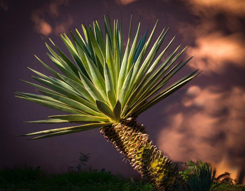 agave, green, flora