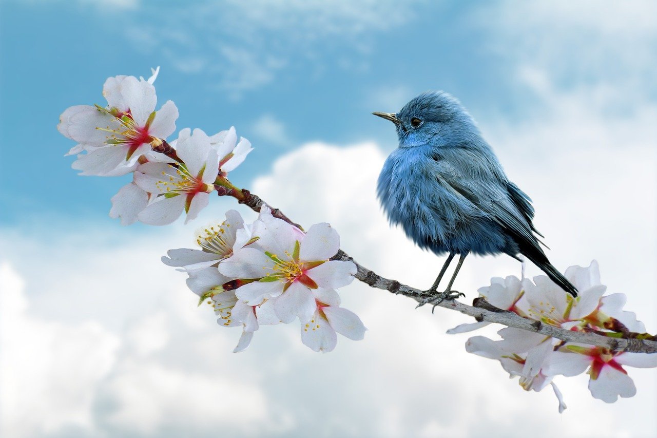 bird, blue, clouds, nuvole, uccellino su fiori di ciliegio