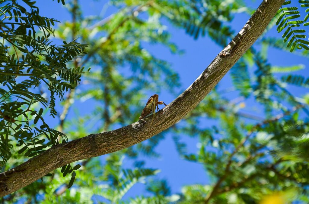 cicada, insect, dry, cicala