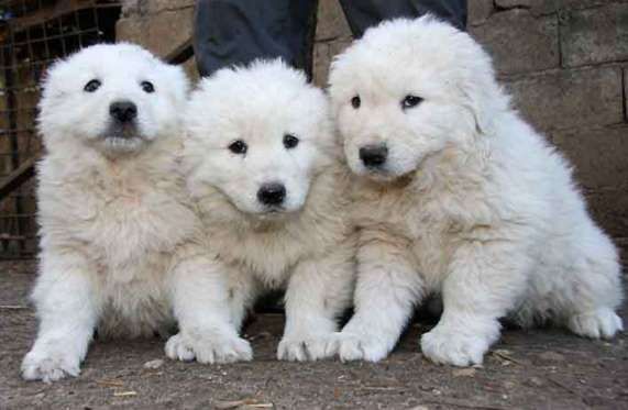 3 cucciole di pastore abruzzese