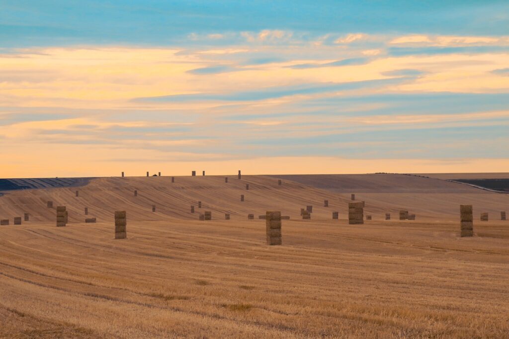 harvest, straw, fields, fasci di grano, campo di grano