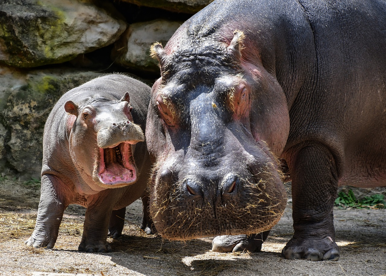 hippopotamus, hippo, mother, ippopotamo