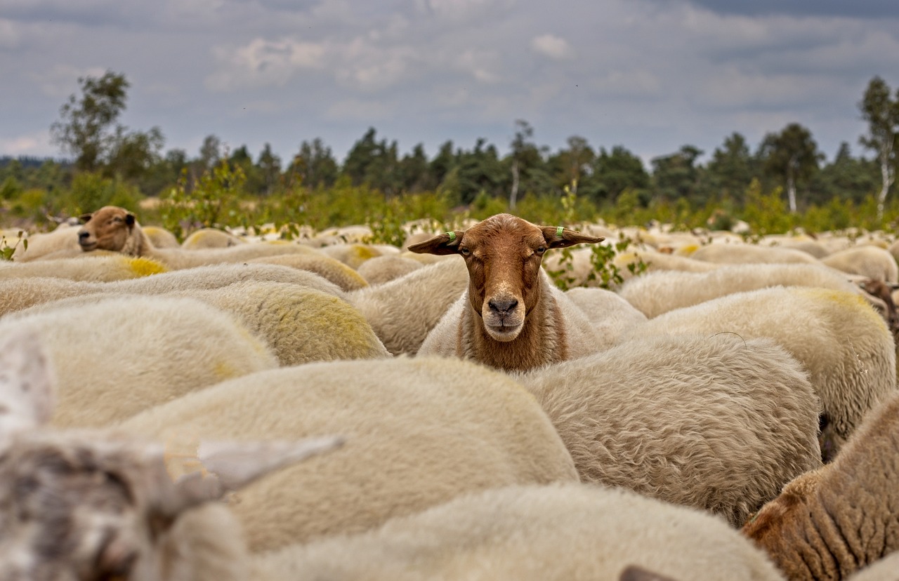 herd of sheep, sheep, nature, pecore