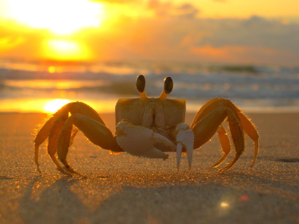 crab, beach, sea, granchio