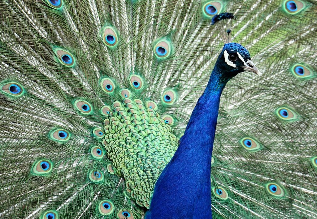 peacock, animal, bird, coda del pavone, vanità