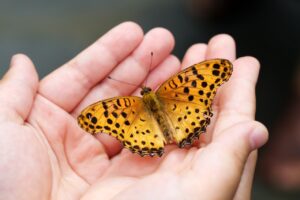 butterfly, insects, hand, farfalla nella mano