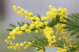 mimosa, yellow flower, spring, mimosa