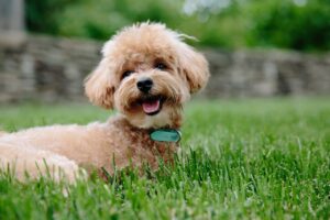 puppy, nature, dog, barboncino marrone