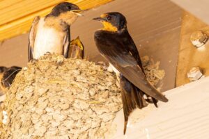 barn swallow, swallow nest, swallow feeding, rondine e passero