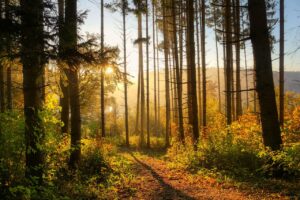 forest, trees, autumn, bosco