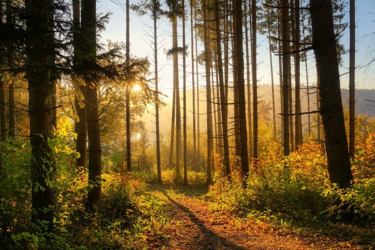 forest, trees, autumn, bosco