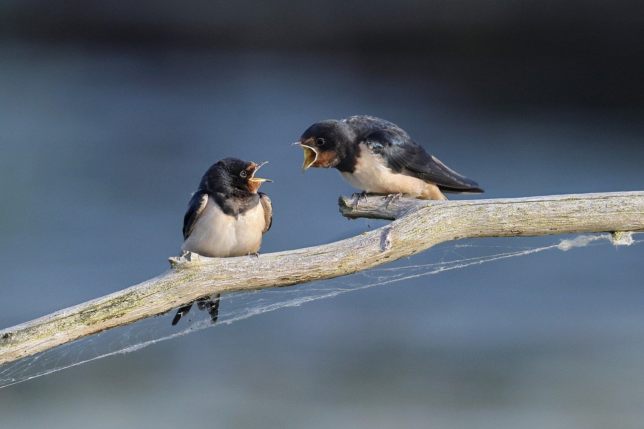 barn swallow, quarrel, birds, rondine