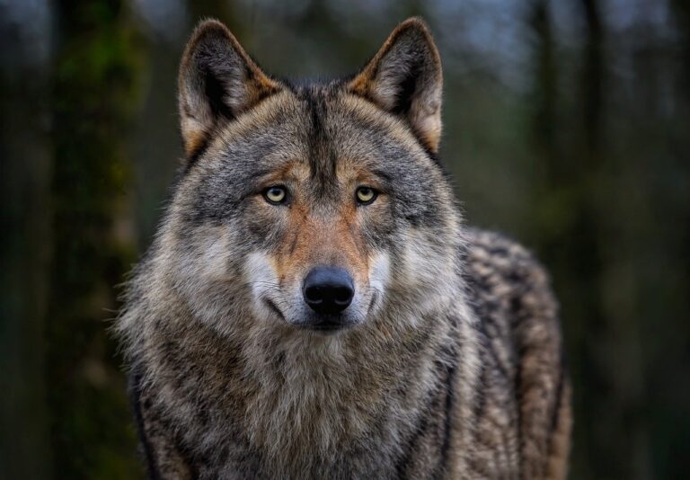 wolf, eurasian wolf, common wolf, lupo