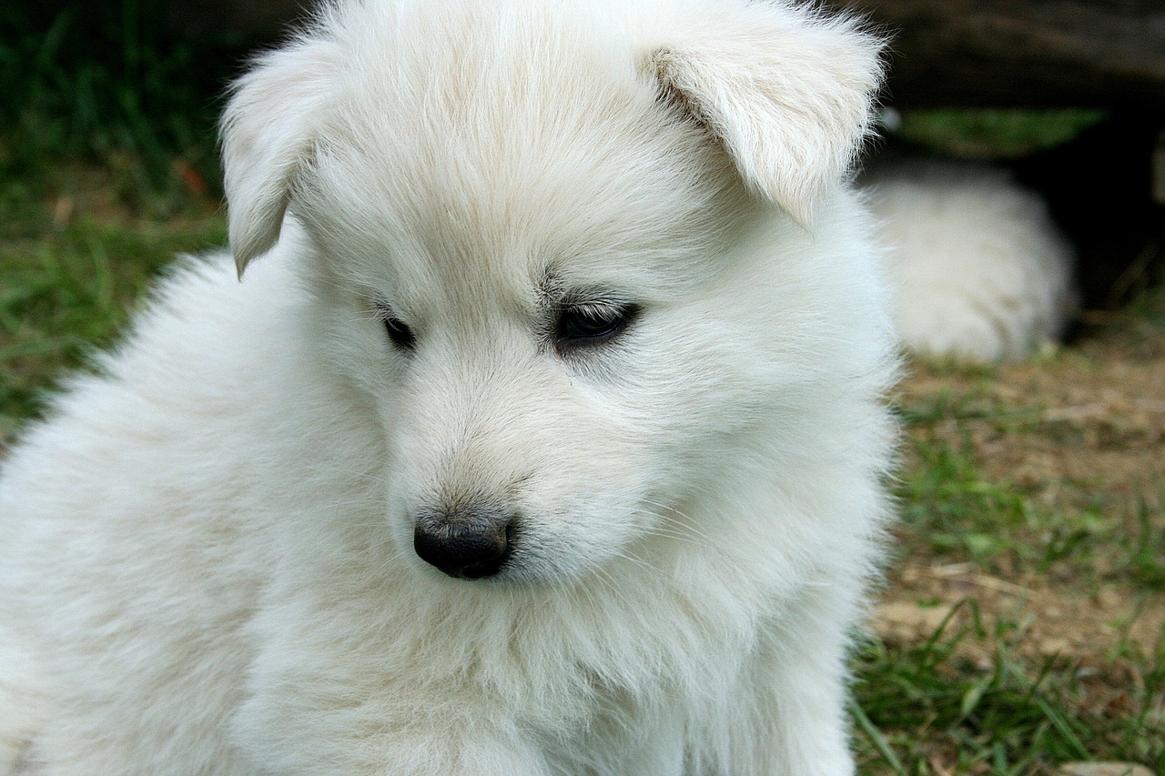 cucciolo pastore abruzzese