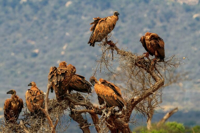 africa, kenya, safari, avvoltoi su albero