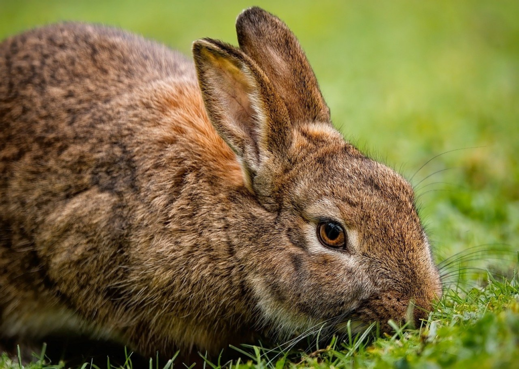 rabbit, bunny, animal, coniglietto, coniglio