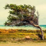 tree, beach, sea, albero al vento