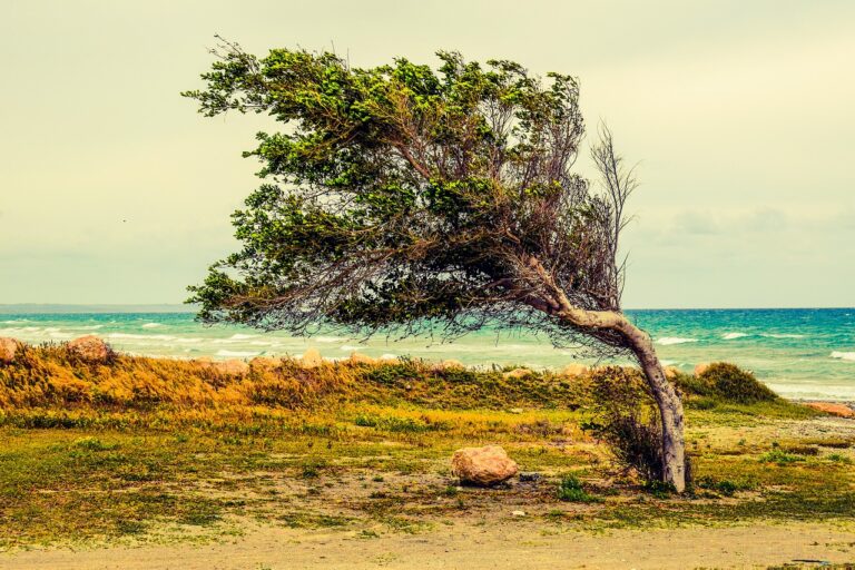 tree, beach, sea, albero al vento