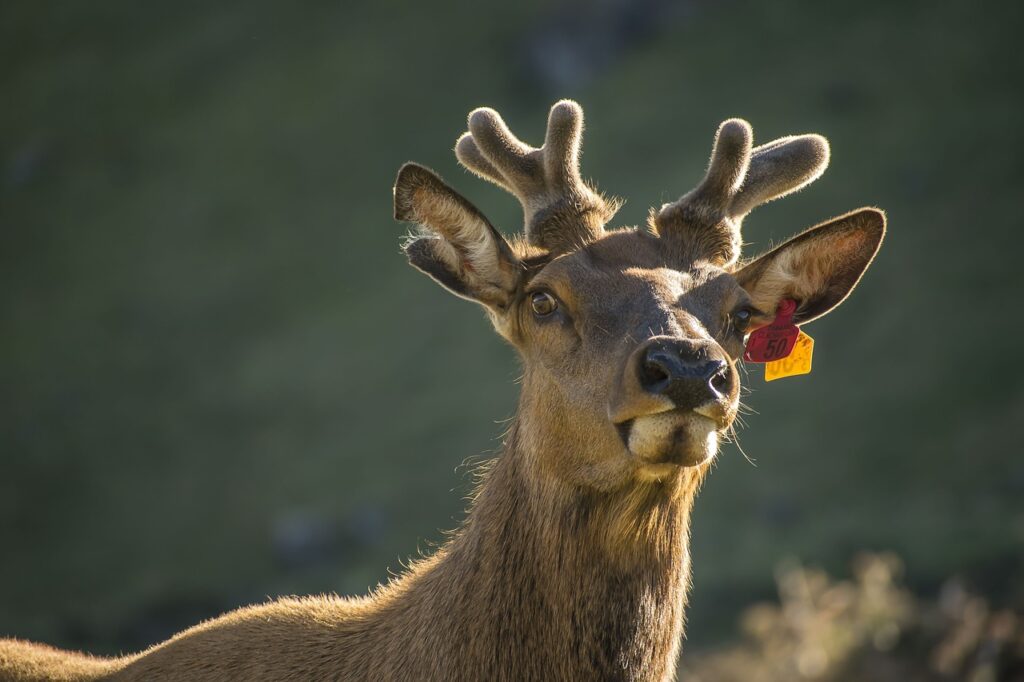 reindeer, deer, wildlife, renna