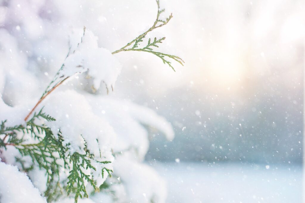 tree, snow, winter, neve, inverno