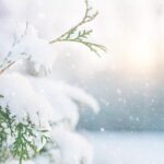 tree, snow, winter, neve, inverno