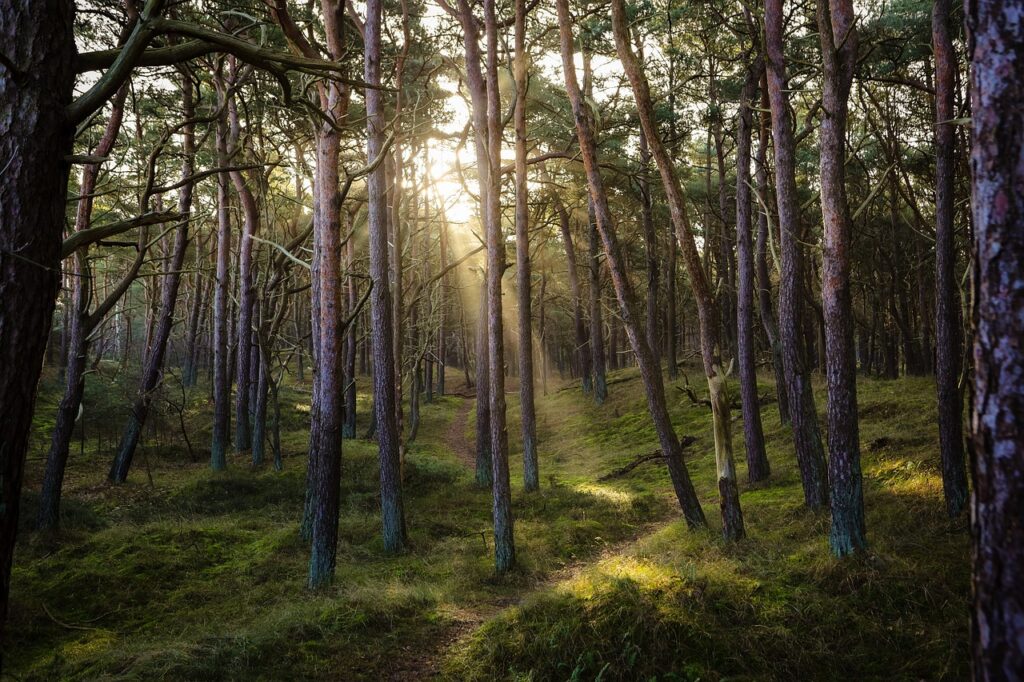 forest, nature, sun, bosco