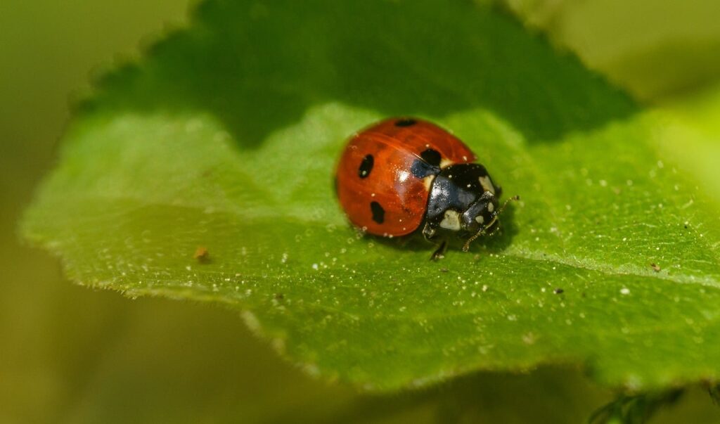 ladybug, beetle, ladybird, coccinella