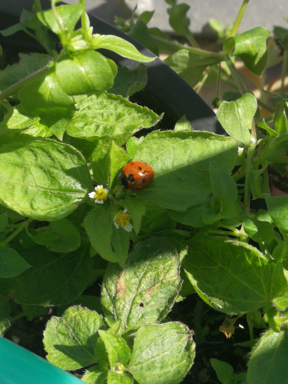 coccinella sulla piantina di Eugenio