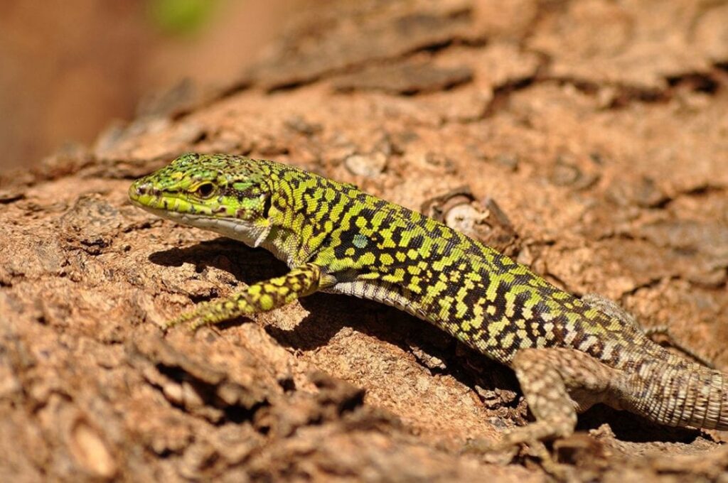 La lucertola arrabbiata