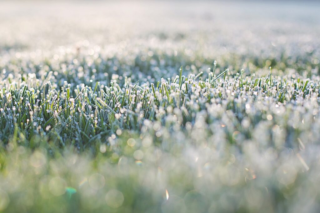 frost on grass, early morning, frost, morning, bokeh in grass, grass, early morning, frost, frost, frost, frost, frost, nature, morning