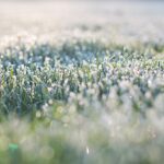 frost on grass, early morning, frost, morning, bokeh in grass, grass, early morning, frost, frost, frost, frost, frost, nature, morning