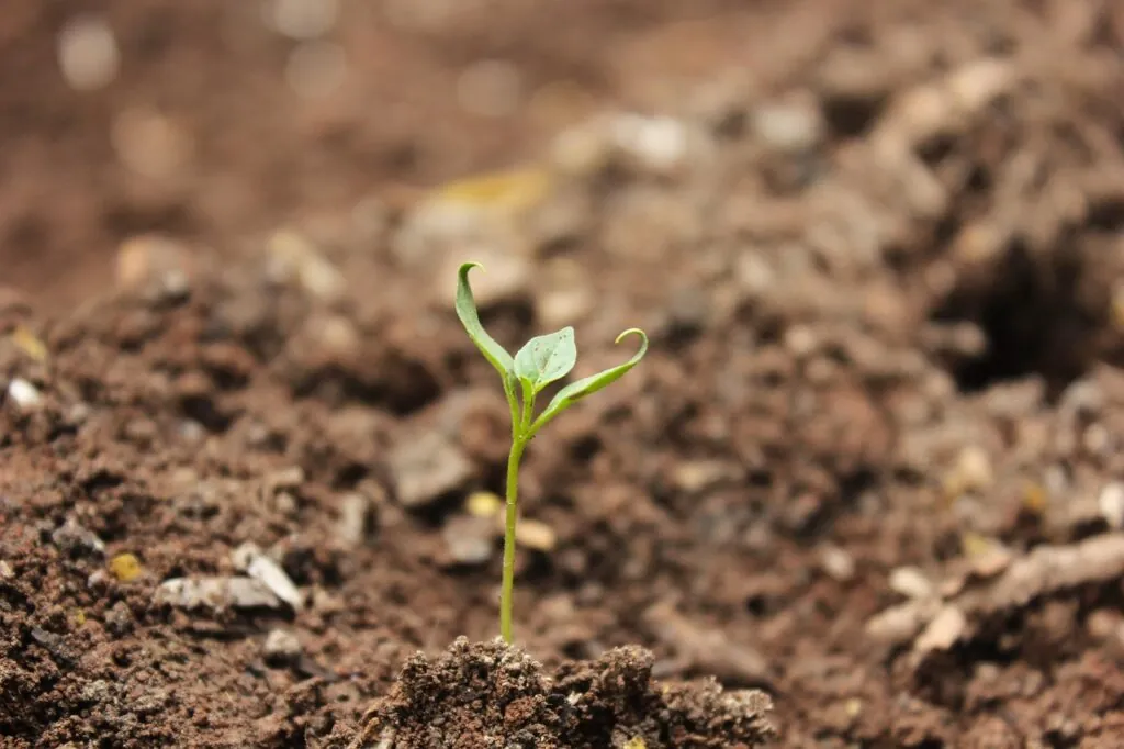 soil, ball-shaped, little, ground, sprout, soil, sprout, sprout, sprout, sprout, sprout